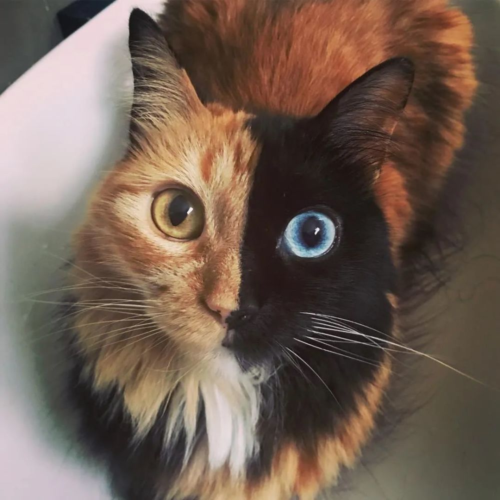 她还是一只异瞳猫,一个眼睛是蓝的,另一个是黄的,如同行走的四川变脸