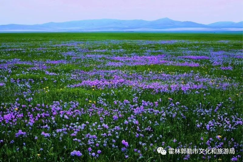 霍林郭勒 草原这边花如海 腾讯新闻