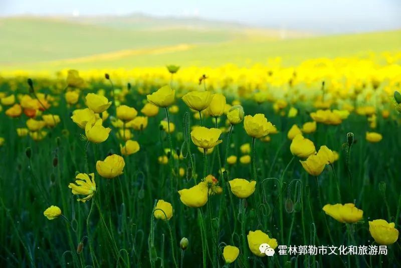 霍林郭勒 草原这边花如海 腾讯新闻