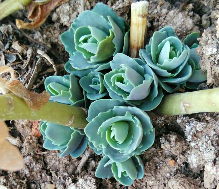 作为同属景天科的多肉植物,八宝景天可比其它那些"城里"的小弟弟小