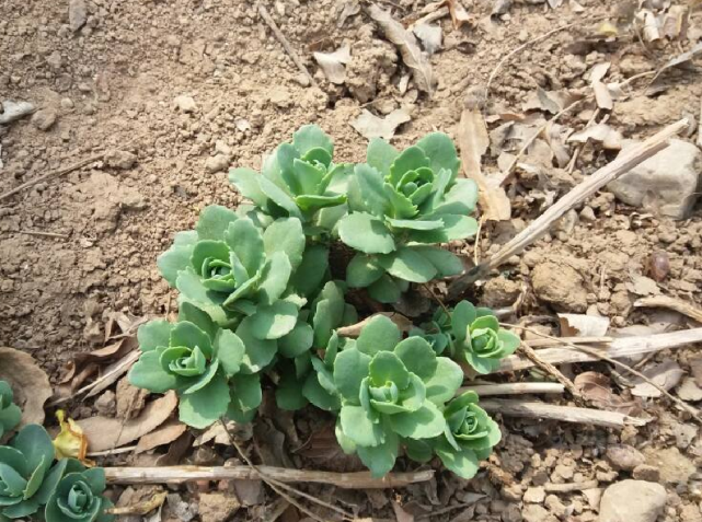 路边常见多肉,度夏容易全身宝,家里养一盆,不怕蚊虫来叮咬