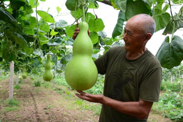 种葫芦卖葫芦雕葫芦郯城县七旬老人把宝葫芦变成工艺品
