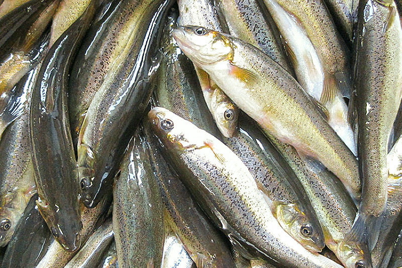 常误认是"小杂鱼",殊不知是鱼之珍品,60元1斤7月最肥美