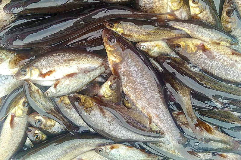 柳根魚為野生小型冷水魚類,食用及經濟價值很高,隨著對柳根魚價值的