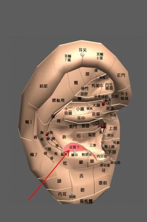 2.安神基本方组成︰神门,皮质下,心,肾.此方为治疗神经衰弱的基本方.