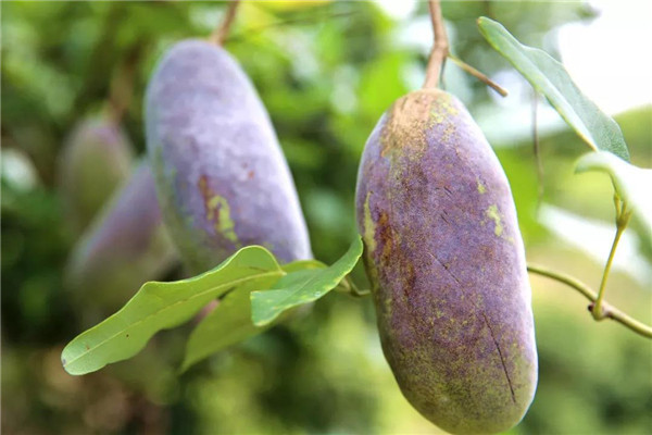 在日本人们称之为阿科比果于我们这里名字难听还遭嫌弃