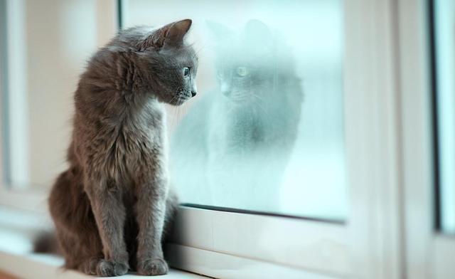一只猫看窗外的照片图片