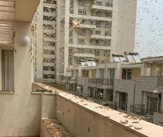 蝗虫危害有多大4000万只每天吃掉35000人口粮印度灭虫法绝了