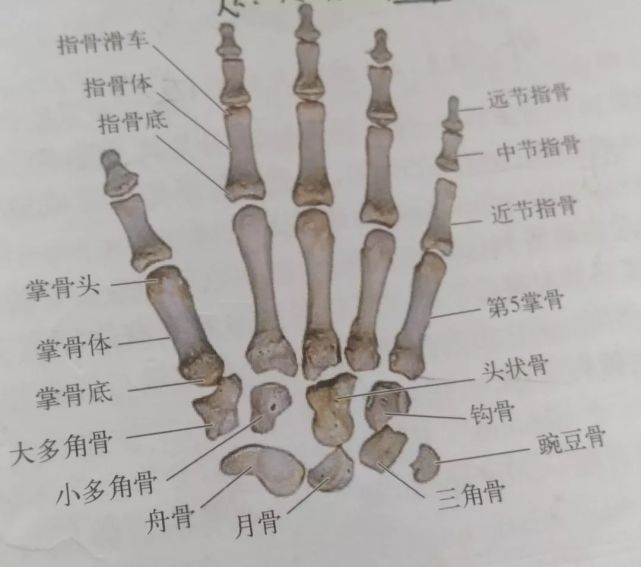 模型图片 观看标本 书上看到的人体骨架,只是对结构的了解,好想摸一