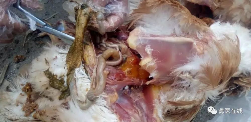 蛋鸡皮肤坏死是什么原因(蛋鸡皮肤坏死是什么原因引起的)