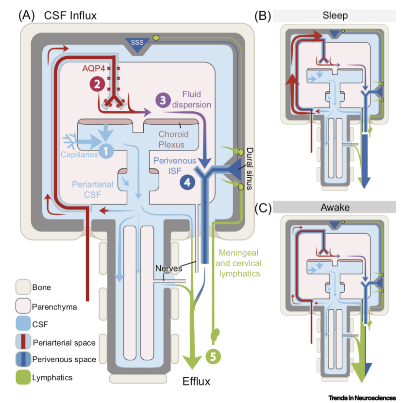 淋巴|当前关于大脑淋巴系统的争议