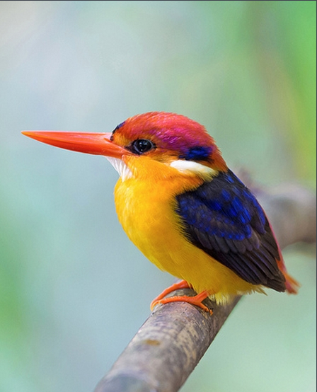 鸟界新萌上位绝迹多年三趾翠鸟重新出现