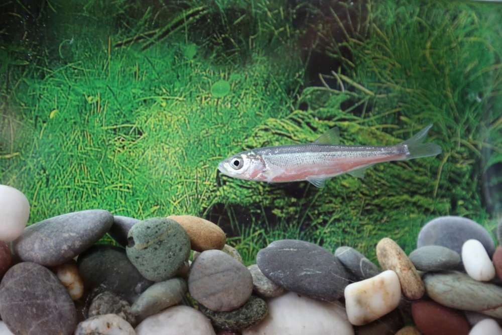 滇池土著鱼的"回家"之路_腾讯新闻