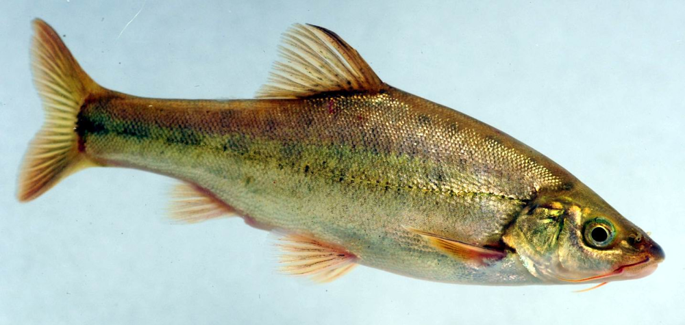 滇池金线鲃(云南省水产技术推广站供图)2010年,绝迹多年的滇池金线鲃