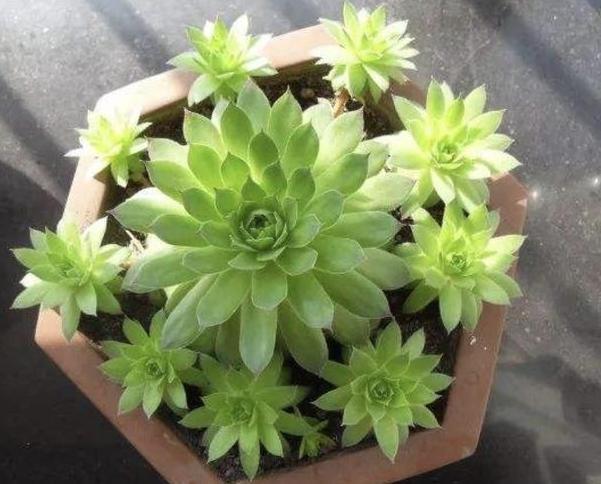 想将刚买的观音莲多肉分株该怎么操作如何保证繁殖顺利