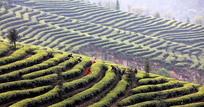 说到白节镇的由来要从当地的两个传奇人物赖死旺白太守讲起