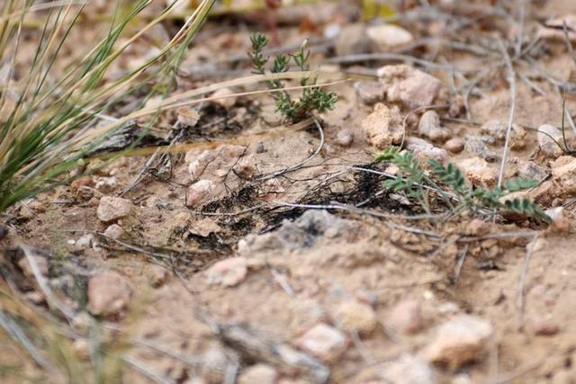 发菜为何被列为国家一级保护野生植物?沙漠面积变大竟与它有关?