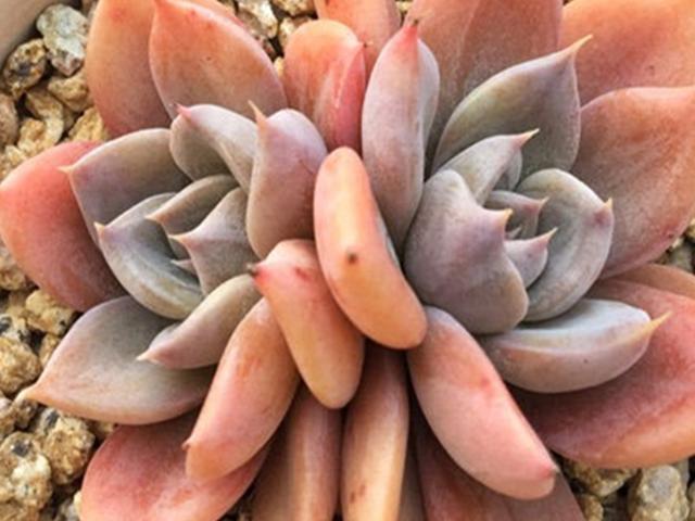 多肉里的"皇后"银后,优雅端庄,夏季养护也不难,没状态也美