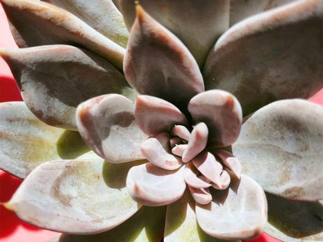 多肉里的"皇后"银后,优雅端庄,夏季养护也不难,没状态也美