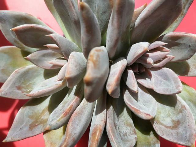 多肉里的皇后银后优雅端庄夏季养护也不难没状态也美