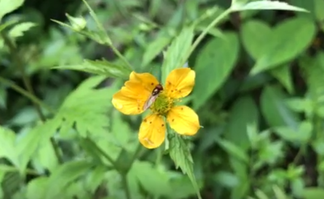 一味民間草藥五氣朝陽草