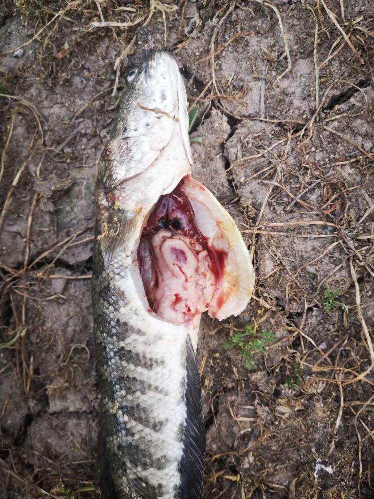 黑鱼诺卡氏菌发病率高,可以试一试这个方法防治黑鱼诺卡式菌
