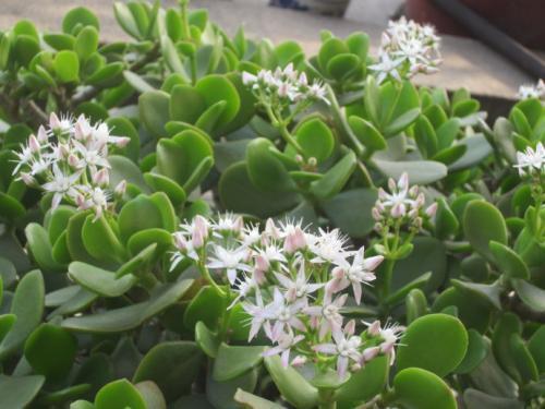 这几种花寿命长 一盆能活几十年 养在家里能当传家宝 腾讯网