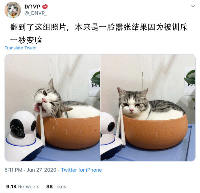 啃一下怎么了 一山不能容二 猫 腾讯新闻