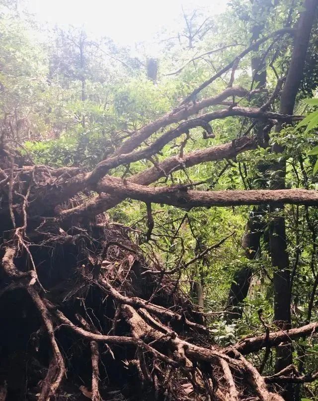 一座隐藏在东京闹市中的自然园林 周围都是高级住宅区 安静优雅 腾讯新闻