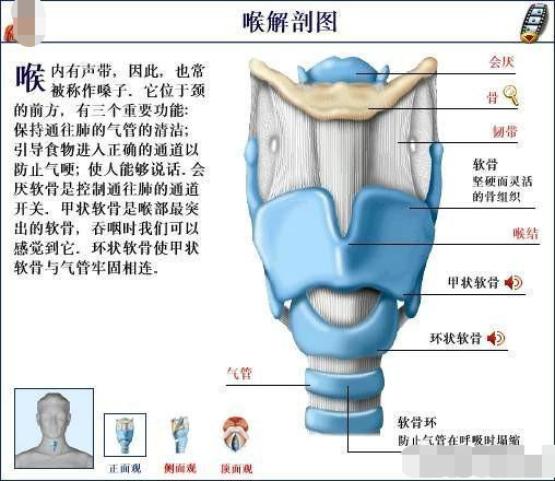 胎儿在2个月时,喉软骨开始发育,直到出上后5～6年,每年仍在增长,但5