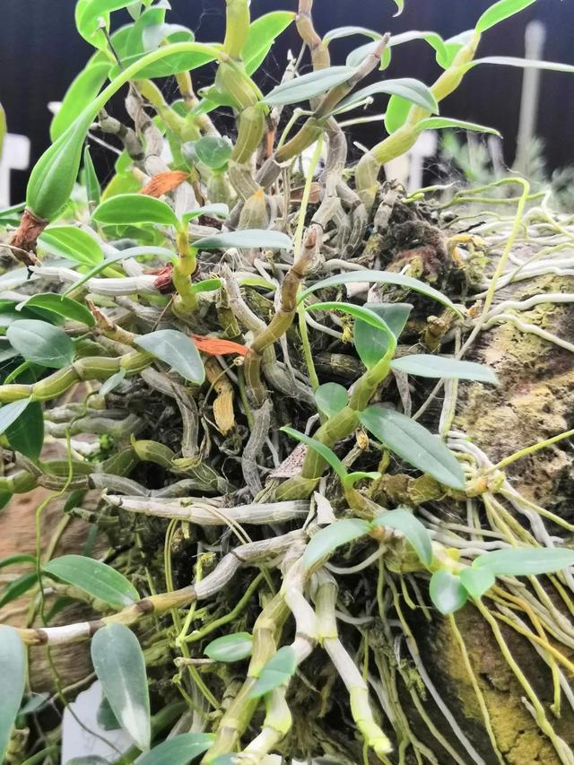 濒危兰科植物曲茎石斛野外回归_腾讯新闻