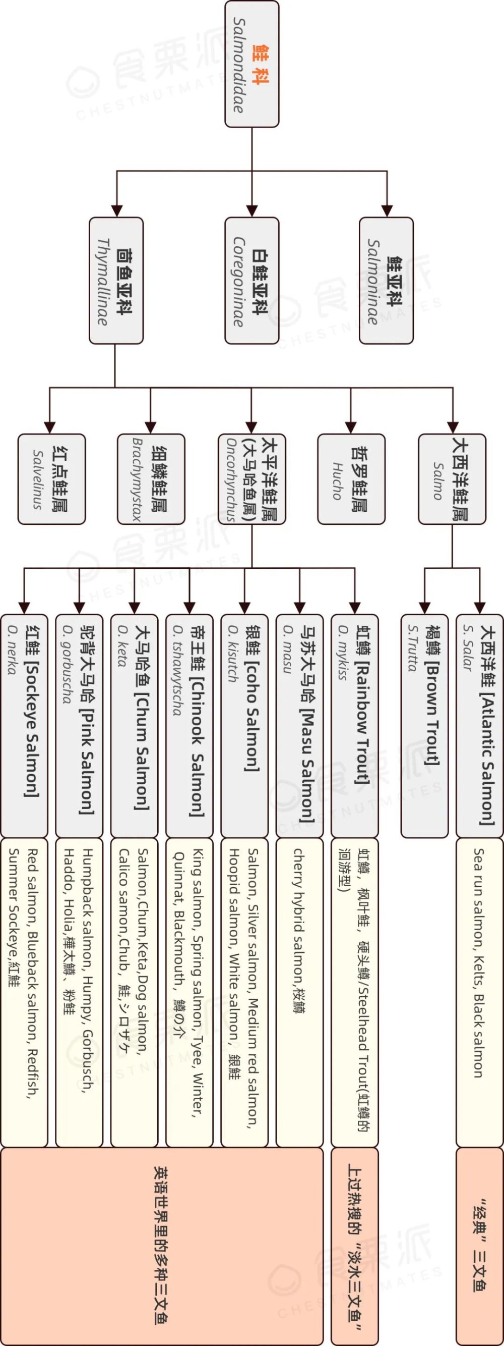 我們按「界門綱目科屬種」的生物分類法來定位一下——討論這個問題之