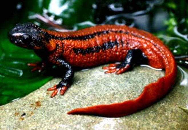 男子河边钓鱼,钓到一只四条腿的"怪鱼",仔细一看不对劲!