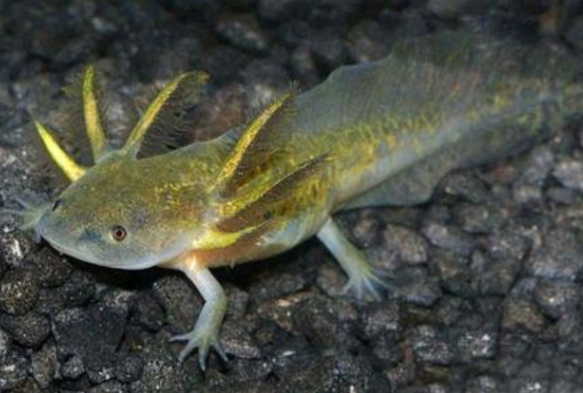 男子河边钓鱼,钓到一只四条腿的"怪鱼",仔细一看不对劲!