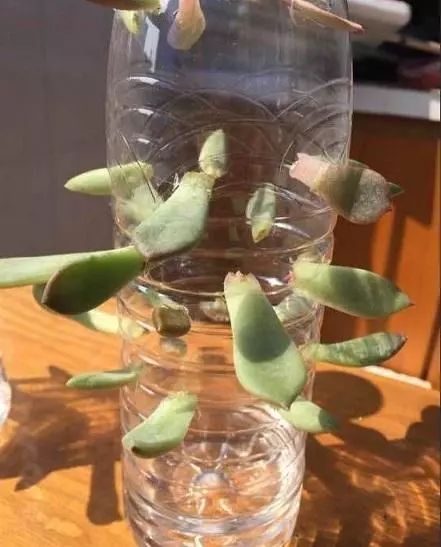 总结出3种叶插方法,做好了生根率不低,5分钟学会|多肉|叶插多肉|水培