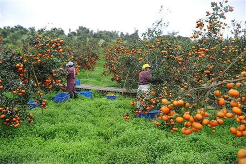 红蜘蛛对果园的影响非常大,用对了管理方法有效进行防控