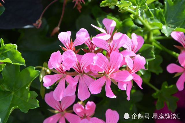 7月1日 10日星座运势 白羊齐心协力 天秤养精蓄锐 摩羯积极主动 天秤座 星座运势 白羊座 摩羯座