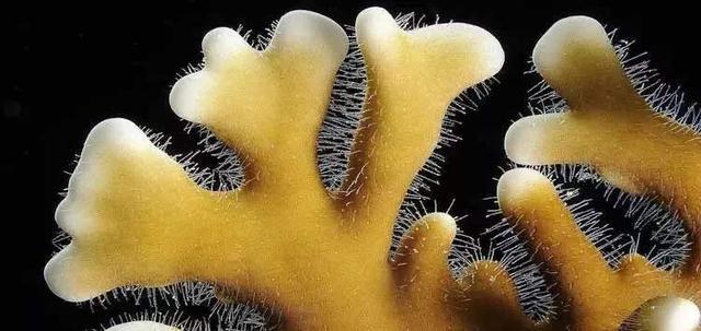 珊瑚礁中的 绝命毒师 善于伪装 不少潜水员都中过招 火珊瑚 珊瑚 潜水员