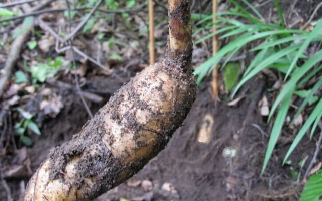 因对环境要求较高,导致野生稀少,块根600元一斤,很难找到