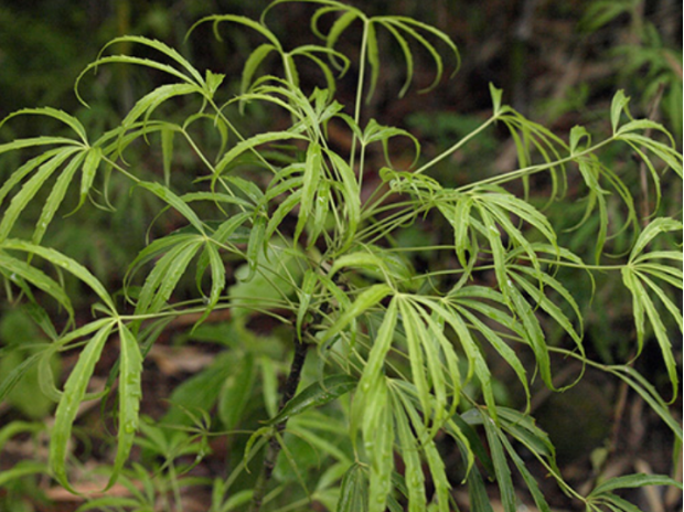 荒野维生野菜系列梁王茶