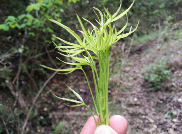 荒野维生野菜系列梁王茶