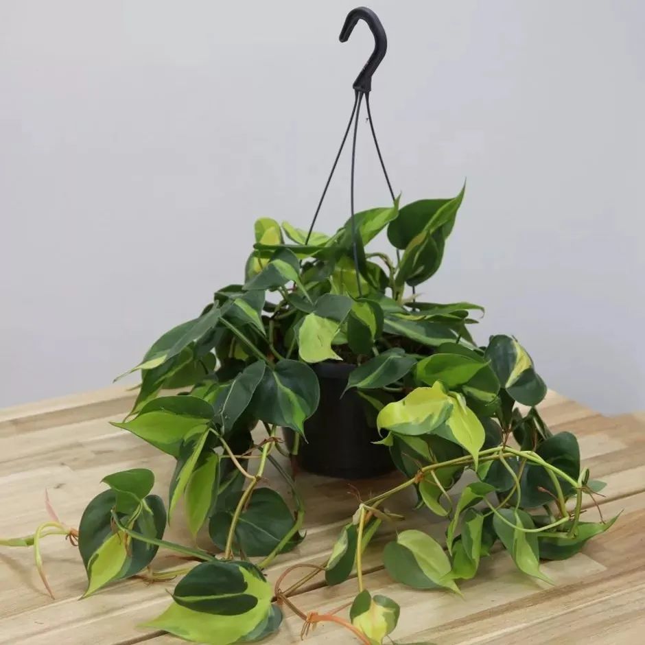 室内耐阴观叶植物大集合 灯光下或半阴处都可以养几盆 腾讯新闻