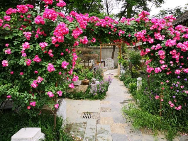 老家有个小院子 房前屋后开满花 葡萄架下喝杯茶 小院