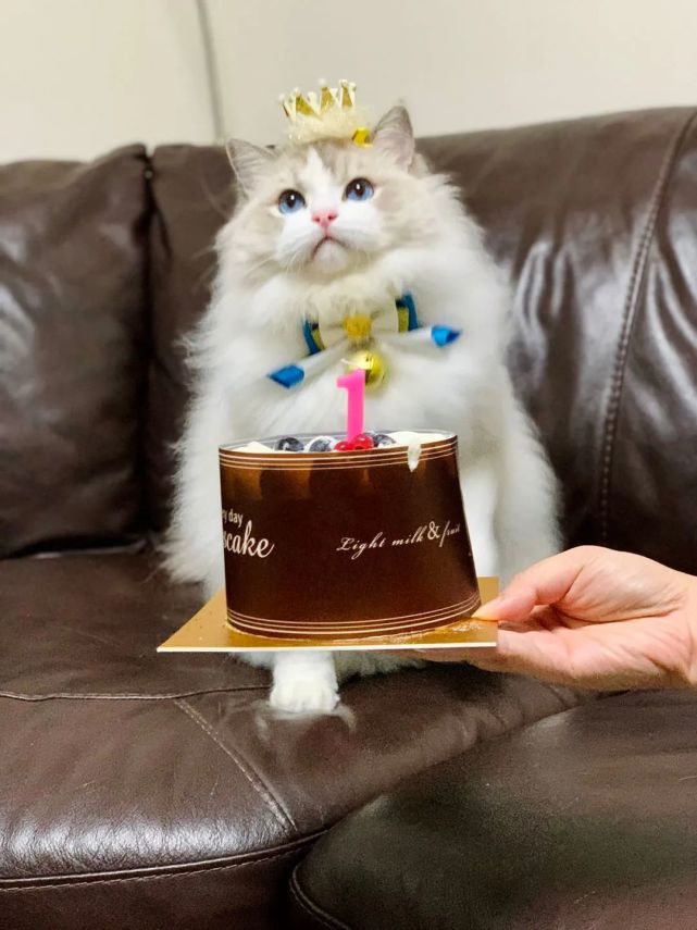 给猫咪庆祝生日,主人意外发现自家的猫咪很像某种食物!