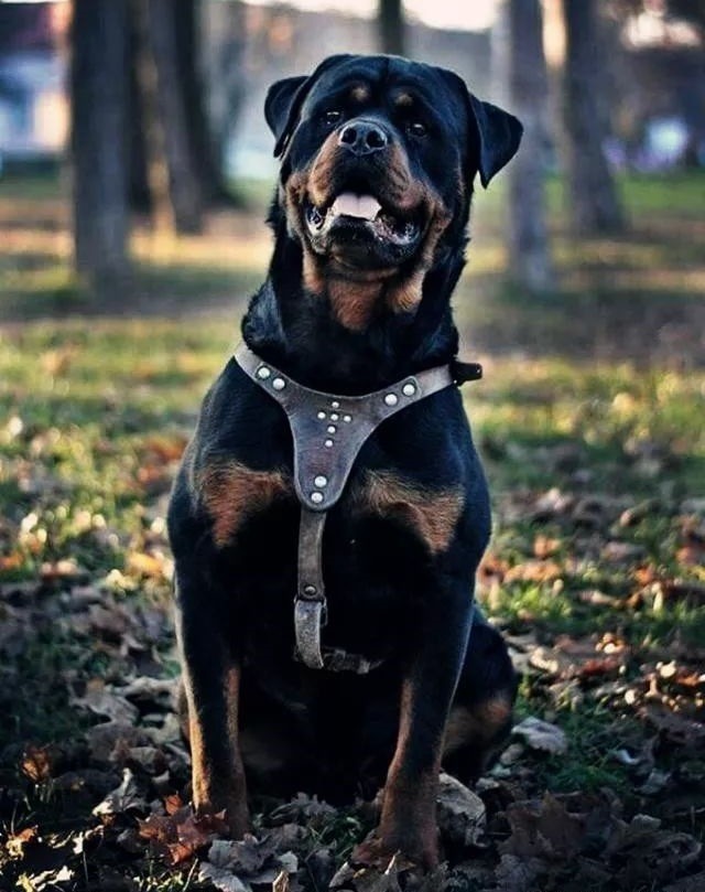 世界上公认的,罗威纳犬是第一防暴犬,你认可吗?|护卫犬|猛犬|罗威纳犬
