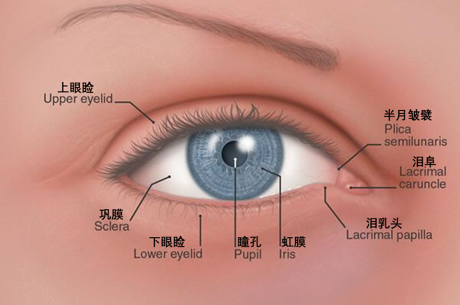 藏在你眼角的不只有眼屎还有祖先留下的第三层眼皮