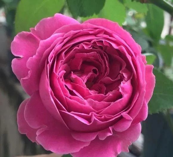 紫雾泡泡多头切花抗病月季品种推荐 月季 紫雾泡泡 切花