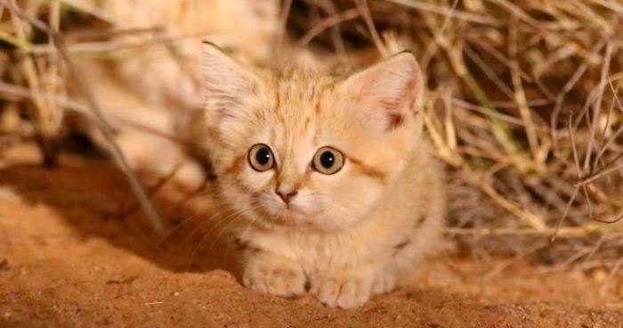 唯一生活在沙漠中的猫科动物 没有石头磨爪子 用骆驼粪代替 腾讯新闻