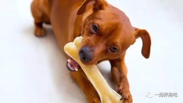 狗狗啃骨头的秘密,哪怕骨头没肉也喜欢