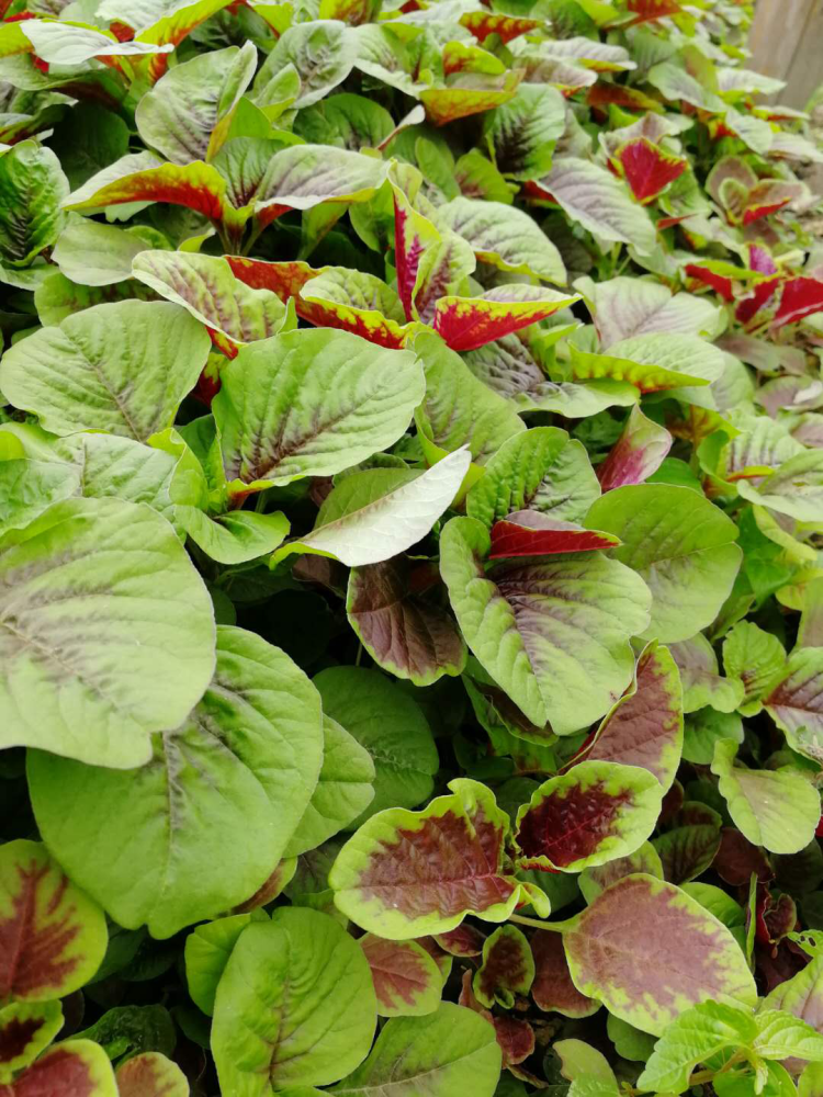 一抹嫣红——富硒红苋